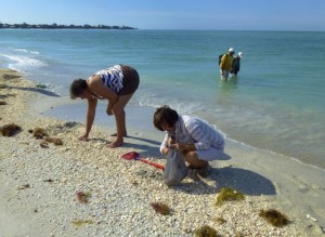 shelling gleaners cayo