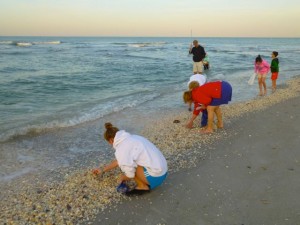 shelling sanibel island florida shelling sanibel island florida