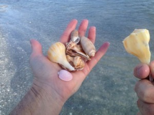 shells at hand shells at hand