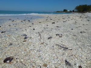 shells sanibel lazy flamingo area shells sanibel lazy flamingo area