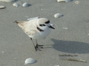 snowy plover close iLS