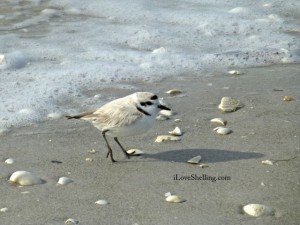 snowy plover closer iLS