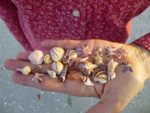 striped coquina seashells