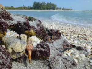 whelk caught in rocks whelk caught in rocks