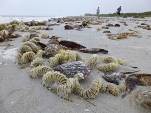 whelk egg sacks sanibel gscp