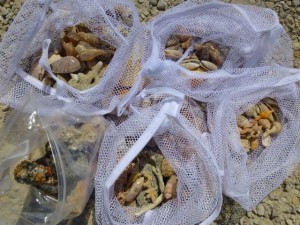 white shell bags cayo