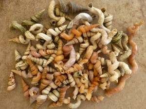 worm shell lovers key