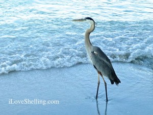 Blue Heron Sanibel Florida ils Blue Heron Sanibel Florida ils