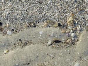 Bubble shells tide pool Bubble shells tide pool