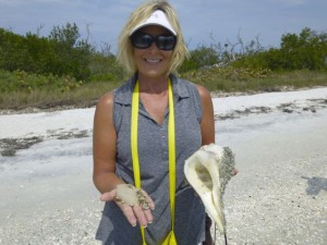 Debbie found large whelk cayo costa Debbie found large whelk cayo costa