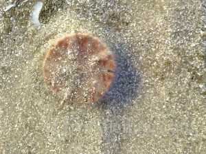 Live baby sand dollar Live baby sand dollar