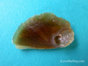 Neverita duplicata operculum Neverita duplicata operculum