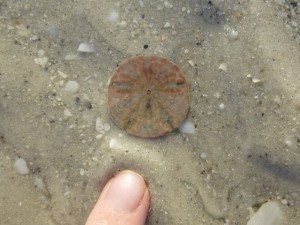 sand dollar in sand lh sand dollar in sand lh