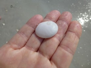 baby ear southwest florida shell baby ear southwest florida shell