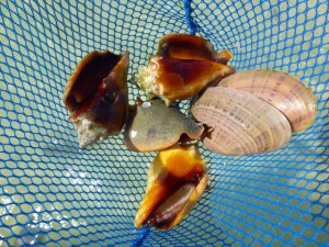 net shells conchs net shells conchs