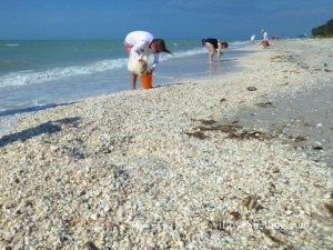 seashells on sanibel beach april seashells on sanibel beach april
