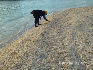 wetskin sanibel shells