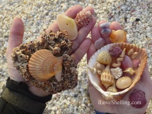 jude sanibel seashells