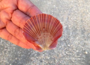 fan flat mexican scallop jan