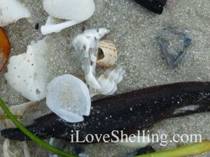 wentletrap tarpon beach