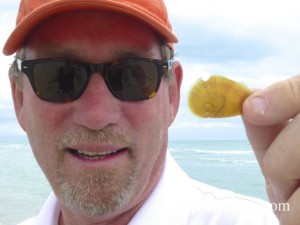 clark shark eye operculum clark shark eye operculum