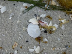 babys ear tarpon beach