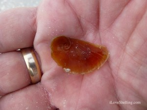shark eye operculum clark shark eye operculum clark