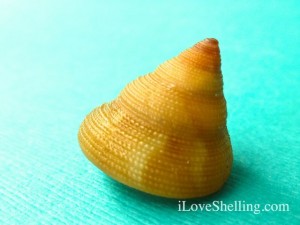 Calliostoma euglyptum sculptured top Calliostoma euglyptum sculptured top