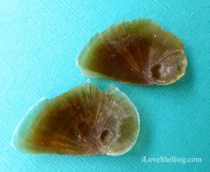 moon snail operculums moon snail operculums