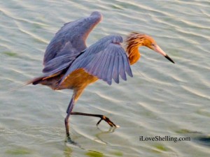 Reddish Egret Sanibel Florida Redish Egret Sanibel Florida