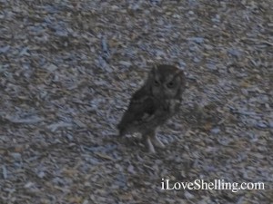 Sanibel screech owl lighthouse beach Sanibel screech owl lighthouse beach