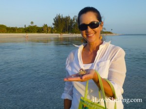 Wendy shells sanibel florida Wendy shells sanibel florida