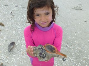 bijou horse conch sanibel