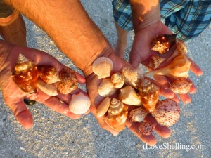 captiva island seashells april captiva island seashells april