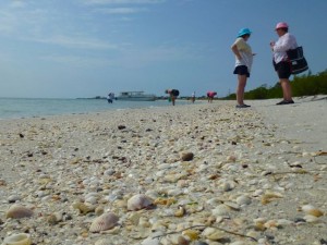 cayo costa shelling cayo costa shelling