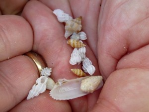 clark mini shells lh sanibel