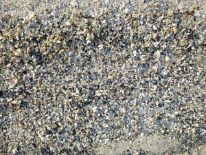 cyber shelling mini seashells iLS cyber shelling mini seashells iLS