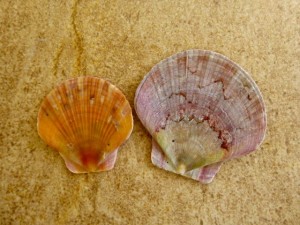 flat scallop marco island