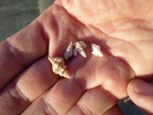 gulf oyster drill wentltrap