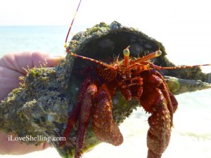 hermit crab conch iLS.com watermark hermit crab conch iLS.com watermark