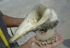 large lightning whelk cayo large lightning whelk cayo