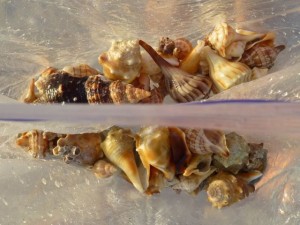 loulie berkely shells sanibel loulie berkely shells sanibel