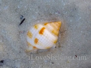 nutmeg seashell sanibel low tide nutmeg seashell sanibel low tide