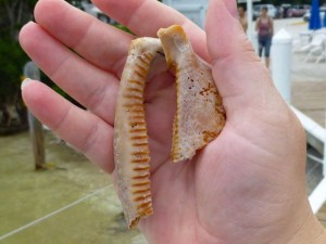 part of deer cowrie cayo costa part of deer cowrie cayo costa