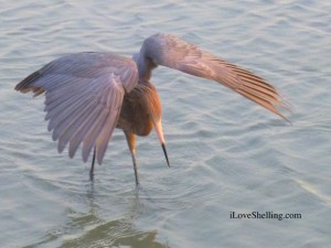 reddish egret fishing sanibel island reddish egret fishing sanibel island
