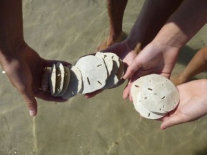 sand dollars tiger tail