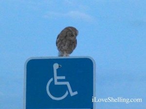 sanibel handicap screech owl sanibel handicap screech owl
