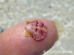 scallop fingertip iLS scallop fingertip iLS