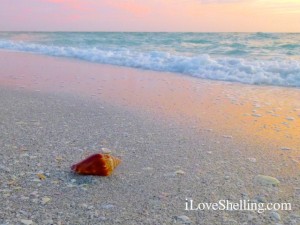 seashell on the beach Sanibel seashell on the beach Sanibel