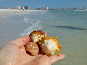 seashells marco beach